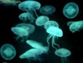 /album/fotogaleria/especies-1-jpg/